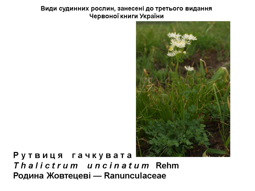 Види судинних рослин, занесені до третього видання Червоної книги України Р у т в